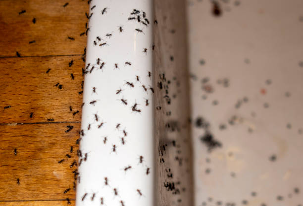 Best Mosquito Control Services  in Garner, NC